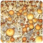 Псилоцибиновые (галлюциногенные) грибы Psilocybin "Golden Teacher" в Рязани Псилоцибиновые (галлюциногенные) грибы Psilocybin "Golden Teacher" в Рязани